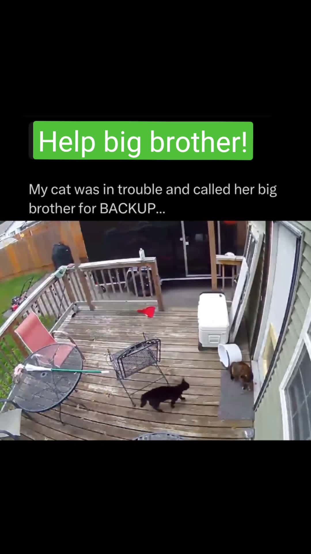Cover for Big Brother to the rescue! #cat #dog  #fyp  #foryou  #fypシ  #fypシ  #viral  #viralvideo  #foryoupage  #thetrapreport 