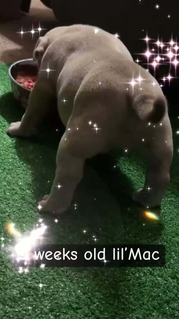 Cover for 'BamBam Bullies Lil’Mac #fyp #foryoupage #foryou #bully #americanbully' by Vega Guerriera