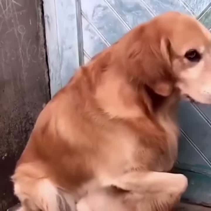 Cover for Fathers Day Papa Pets Amazing fathers Animals Compilation - Cute Funny Pets Video #fatherDays #FunnyPetsVideo #cuteKitten #amazinvideo #animalrescusee #dogs #kittens #funnyvid