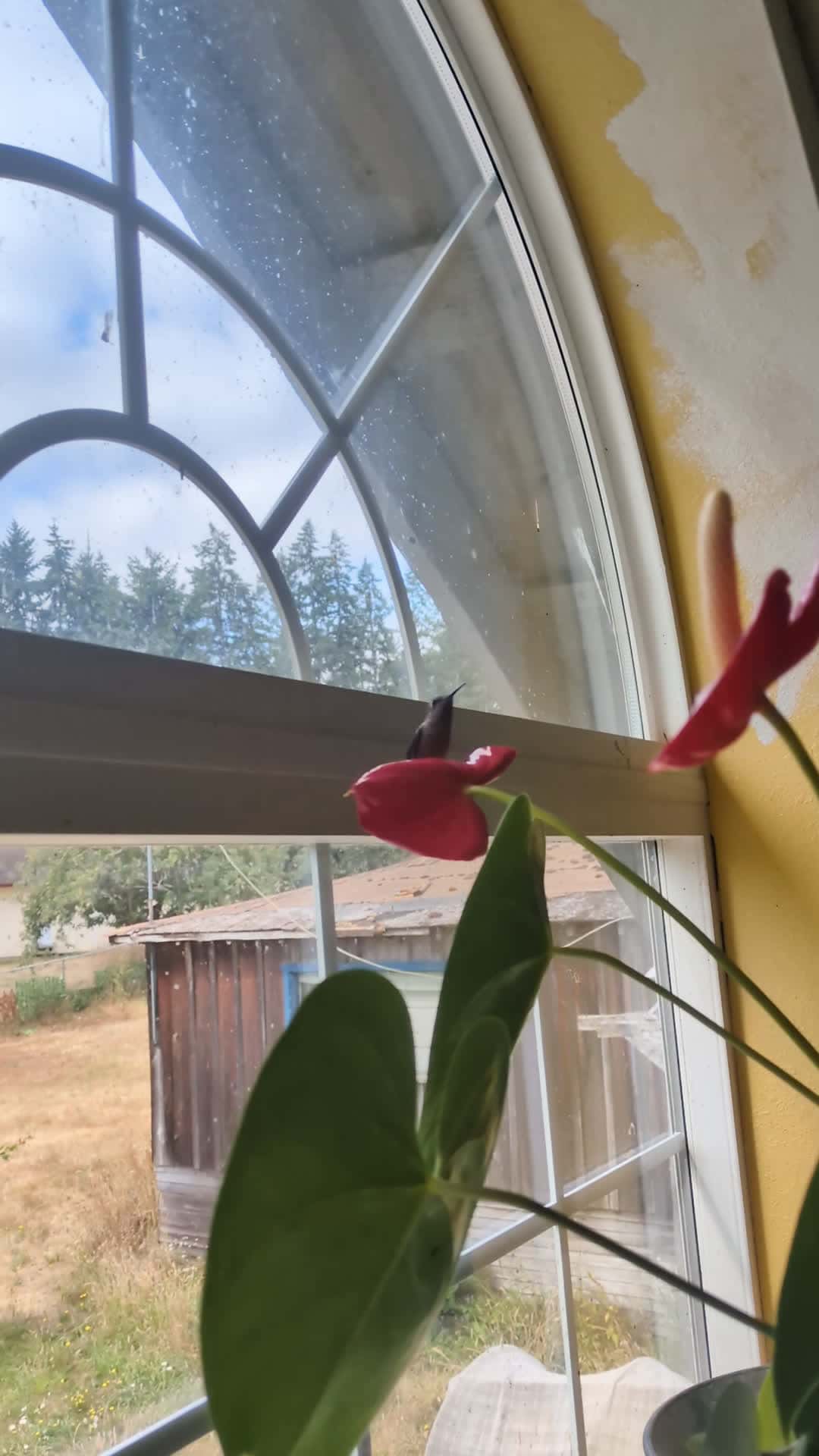 Cover for I had a little visitor today it took about 10 minutes to free him outside 🥰🥰🥰