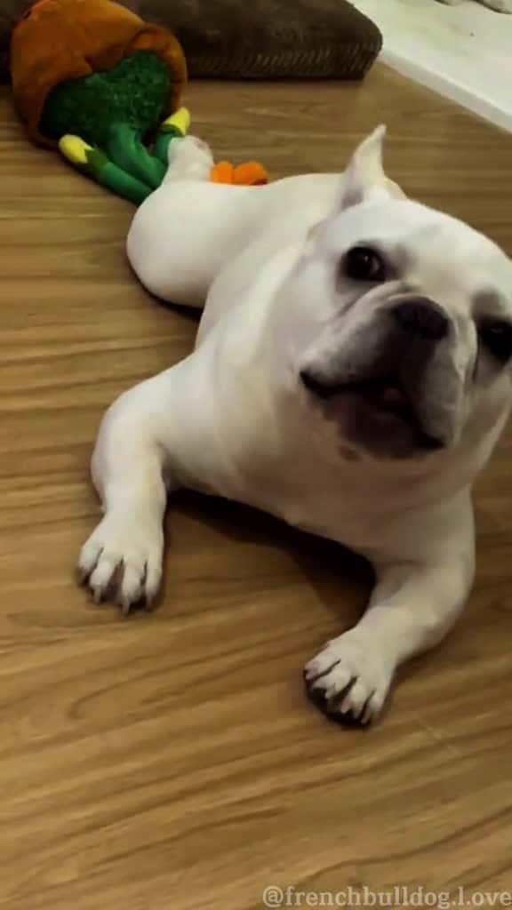 Cover for Can anyone understand what he is sayingfyp frenchbulldog doglover dogvoice dogsou 00426 #america