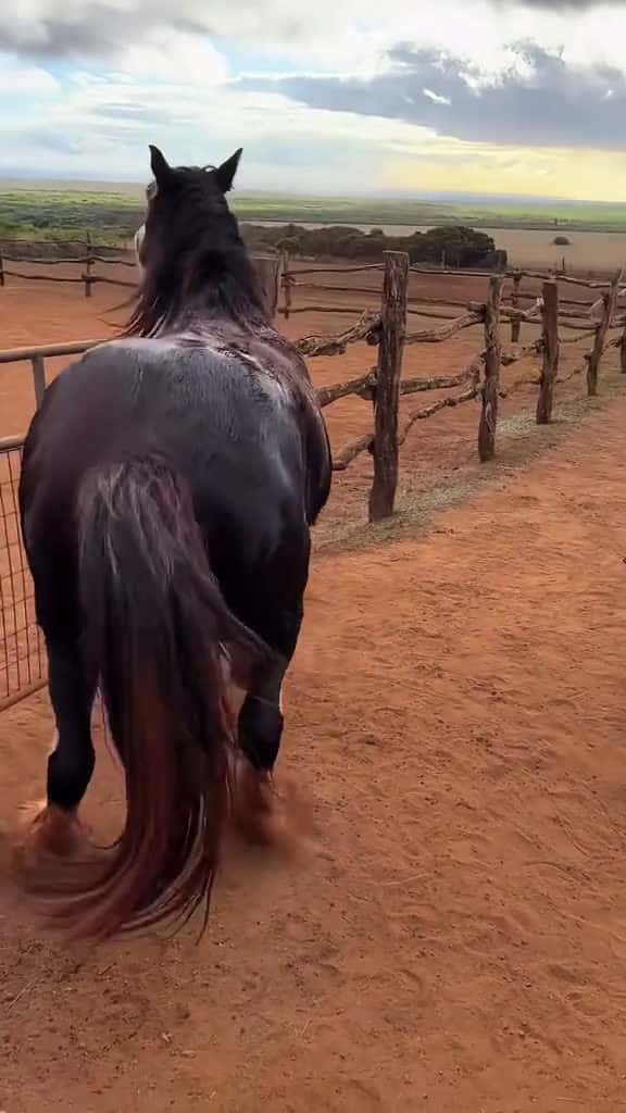 Cover for When you have an funny horse. funny farm horse foryou animals funnyvideos fyp horses 35807 #trending
