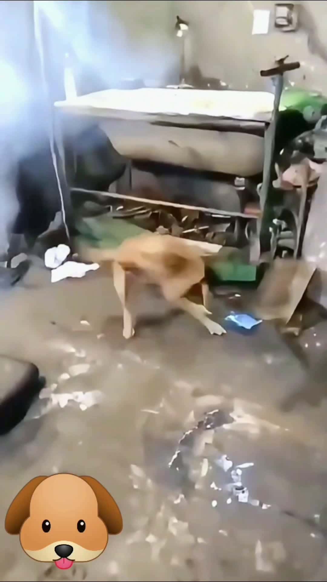 Cover for funny dogs #funny  #dog  #video 
