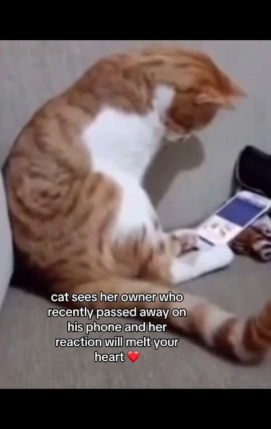 Cover for cat sees her owner who recently passed away on his phone and her reaction will melt your heart 