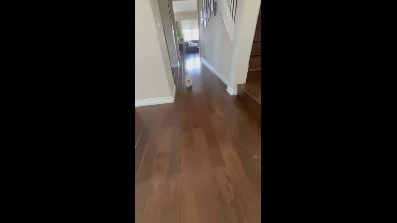 Cover for Mr. Squeaks Around the House Chase