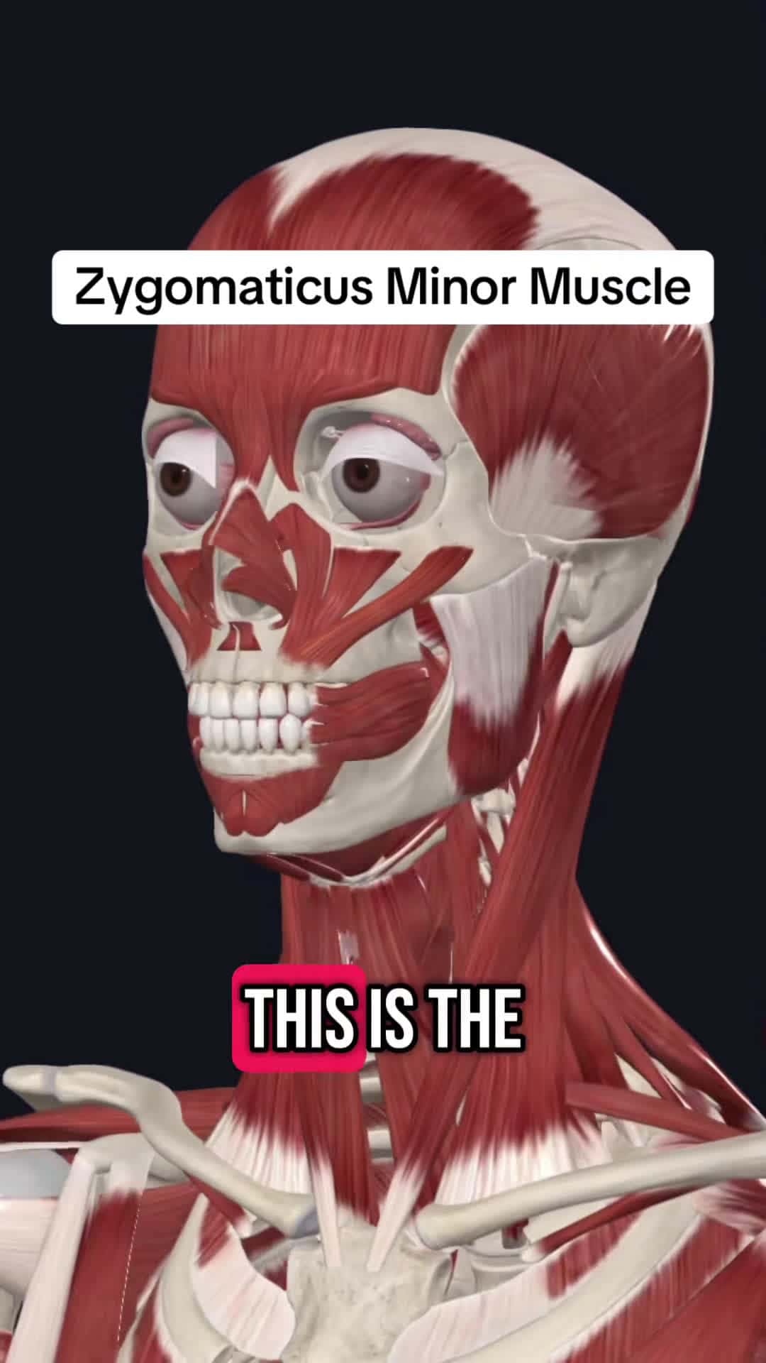 Cover for Follow for more!! #medical #medicalstudent #anatomyclass #anatomyandphysiology #anatomylesson #physicaltherapy #physicaltherapist #medicine #exercises #fyp #trending #medicaltiktok #healthcare #studyhacks #muscle