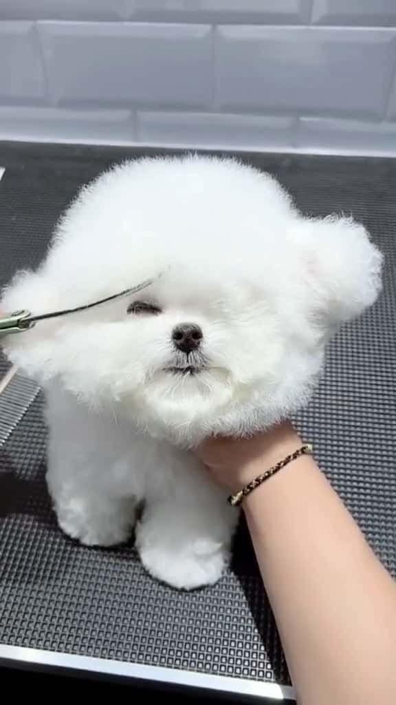 Cover for Cute puppy pet petlover dog dogsoftiktok cute puppy fyp foryou 54561 #america