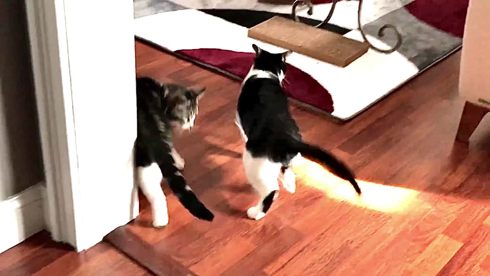 Cover for Most gentle cats ever ♥️