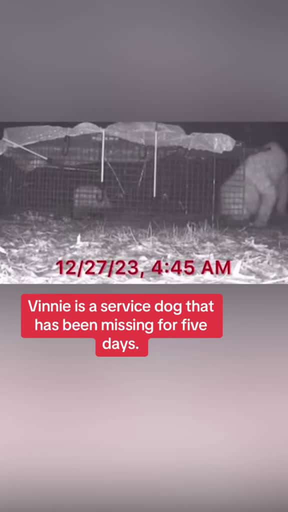 Cover for This family s service dog went missing for five long days. Watch the emotional rescue and 06254 #trending