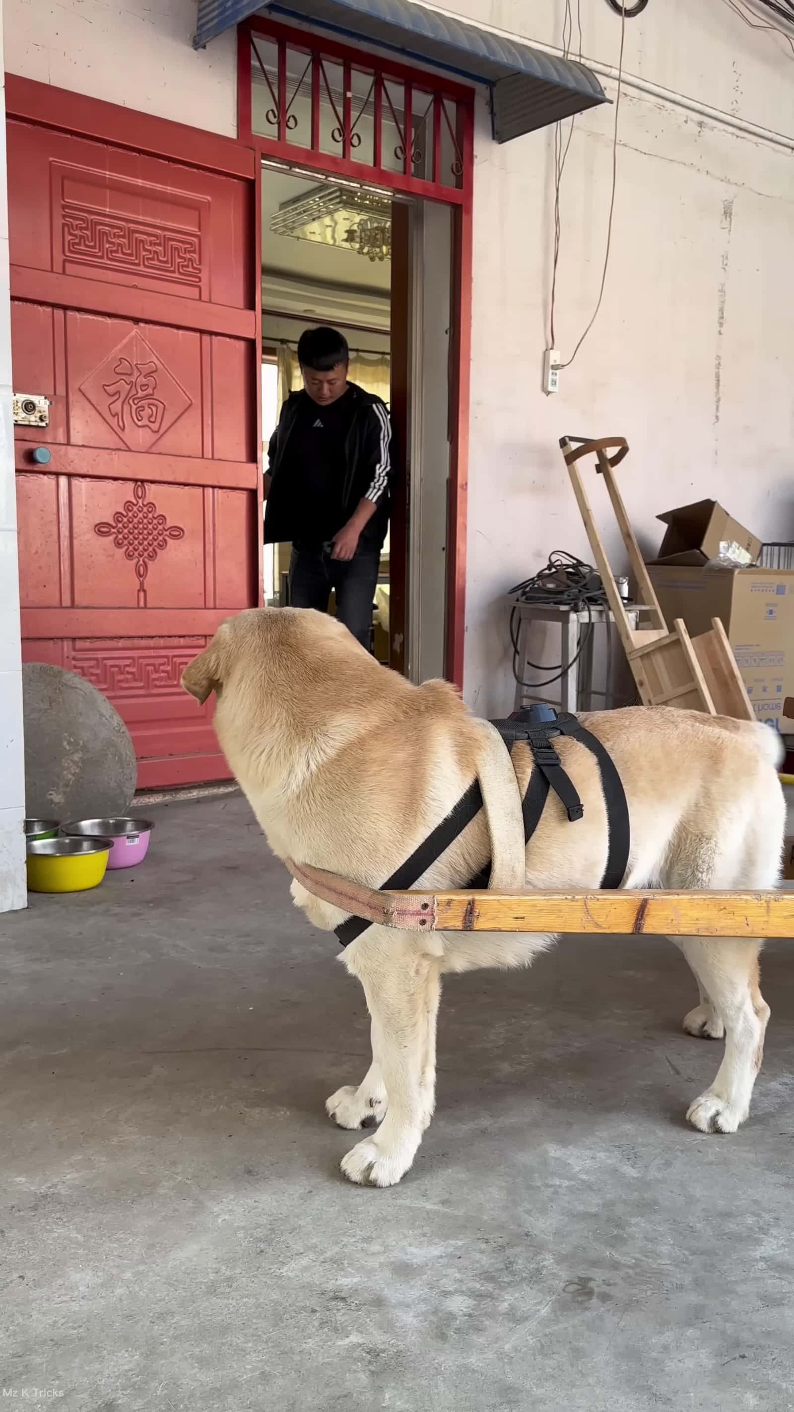 Cover for unbelievable dog daily school DUTY shortsvideo
