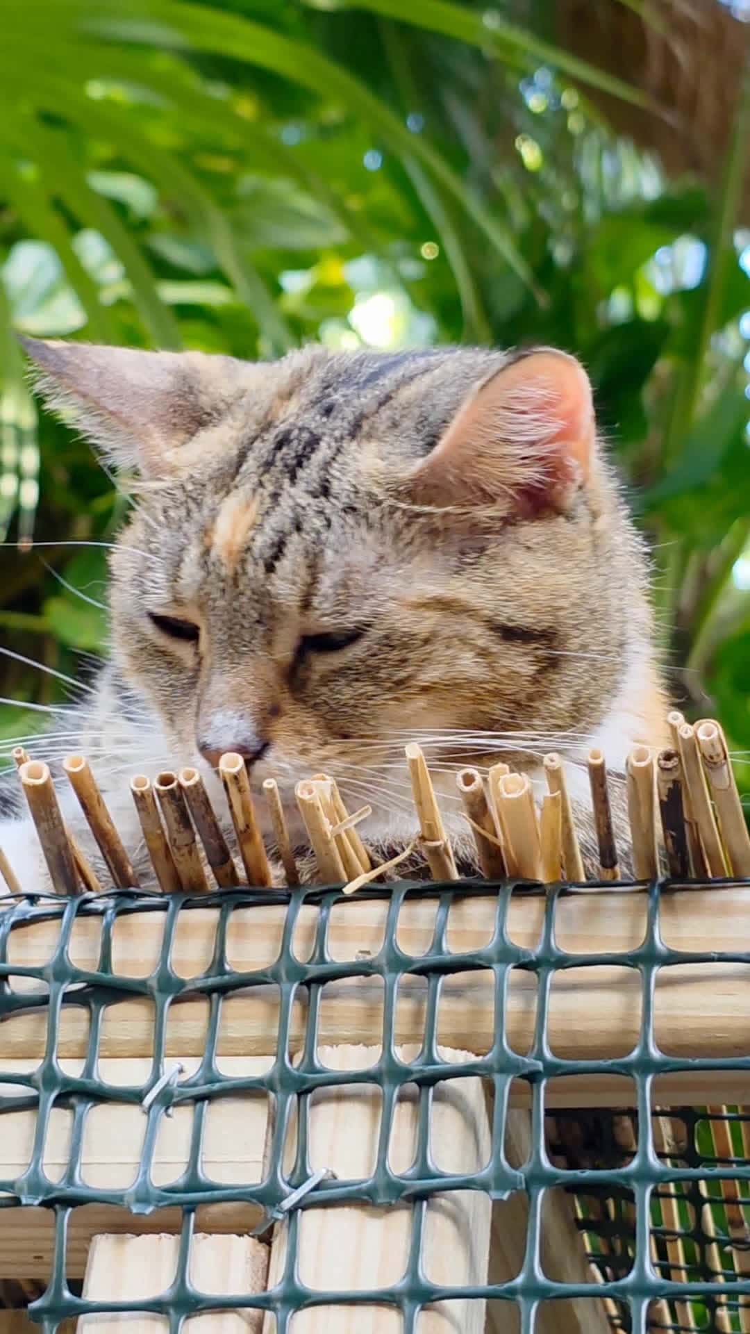 Cover for Pretty Piper at Hemingway House. #cats   #hemingwayhouse    #florida 