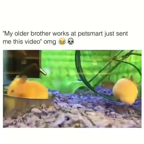 Cover for WHAT JUST HAPPENED🤣🤣🤣😂😂😂😂 #wow #unexpected #comedy #explore #explorepage #fyp* #fyp #foryou #funny #foryoupage#instagram #instagood #meme #memes #reels #scoopz #shorts #trending #tiktok #usa #viral #viralvideo #video #viralvideos #lol #humor #funnymemes #comedy #funnyvideos #funny #entertainment #fypシ