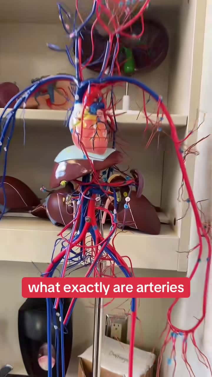 Cover for #creatorsearchinsights what are arteries? #arteries #bloodvessels #anatomyexplained #anatomylab #veins #humananatomy #professorkleinanatomy #anatomylab #foryou #ohiouniversity #STEM #nursing #premed