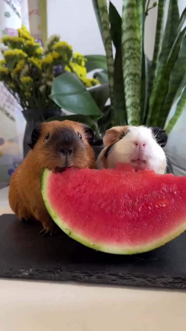 Cover for Guinea pigs enjoying watermelon
