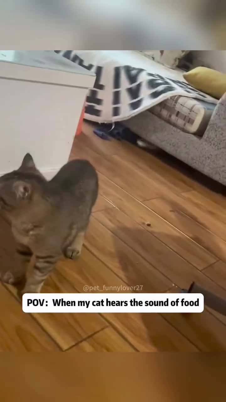 Cover for  #fyp  #cat  #catlover  #viral 