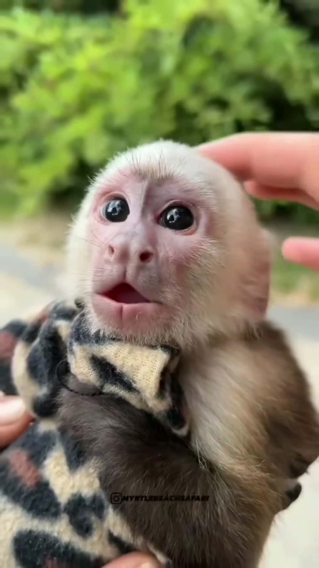 Cover for 🧡💕🙏 🐒🐵 📷 Dm  #monkey #munkeys #cuteanimal #cuteanimals #chimp #cutemonkey #babymonkey #animallover #animallove #primates