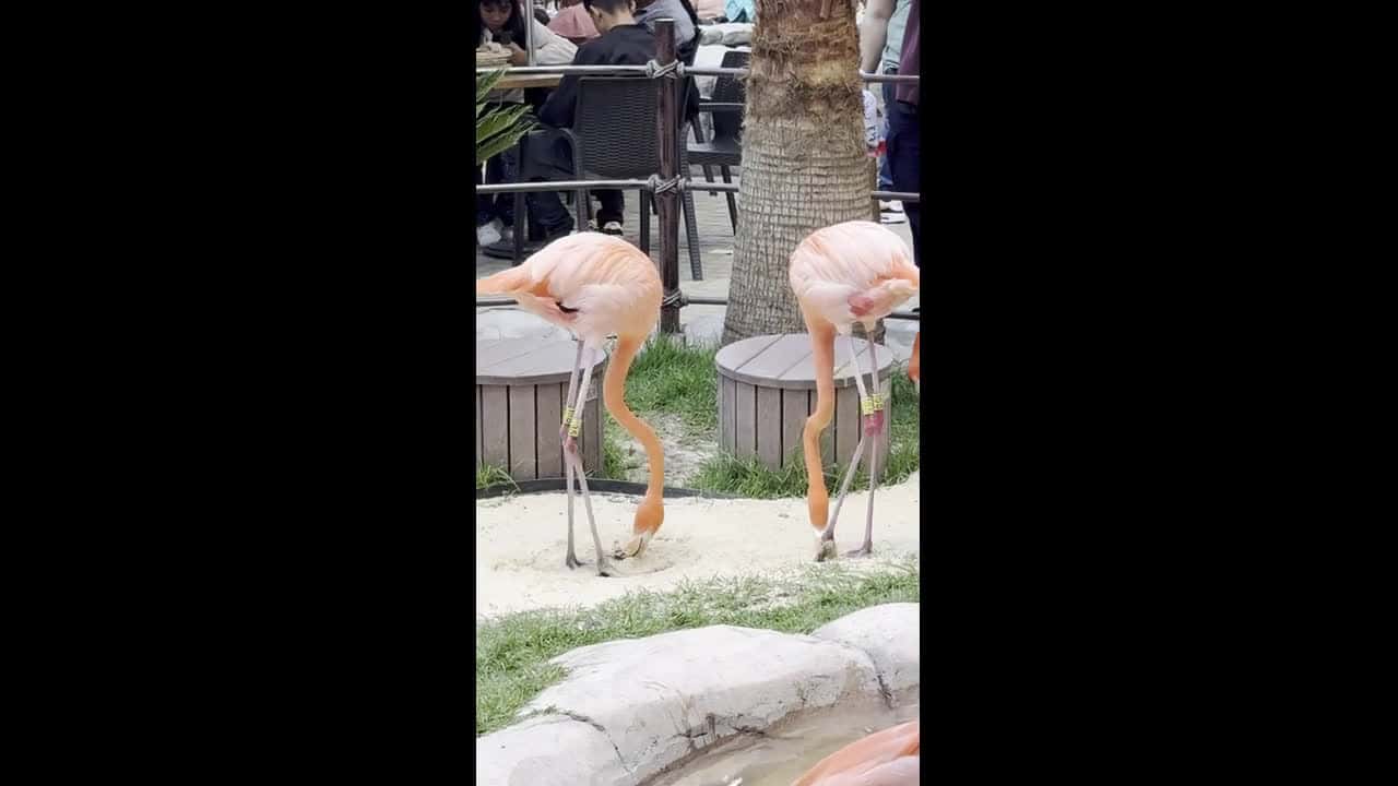 Cover for Flamingos Dancing With Fancy Footwork