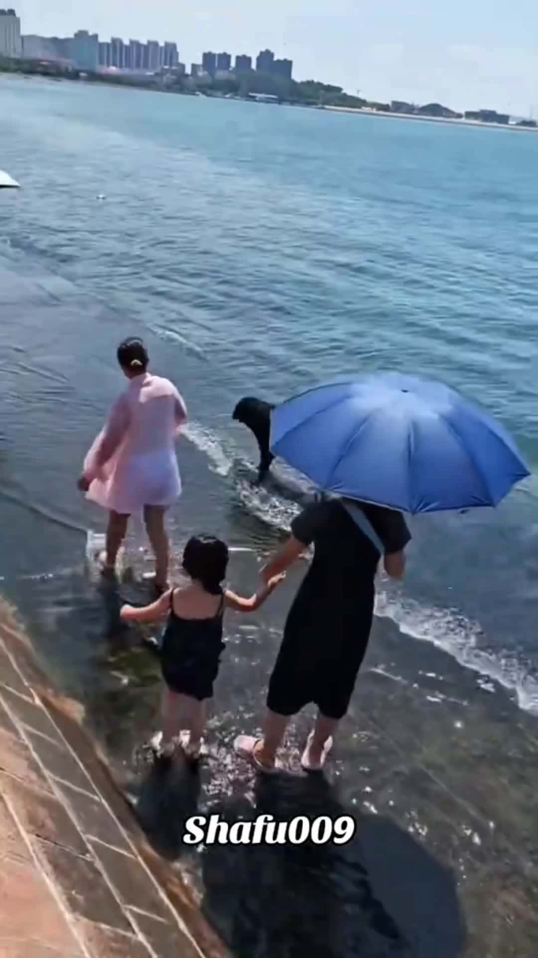 Cover for Dog went to the beach once and felt happy 😁#funnyvideos #funny 