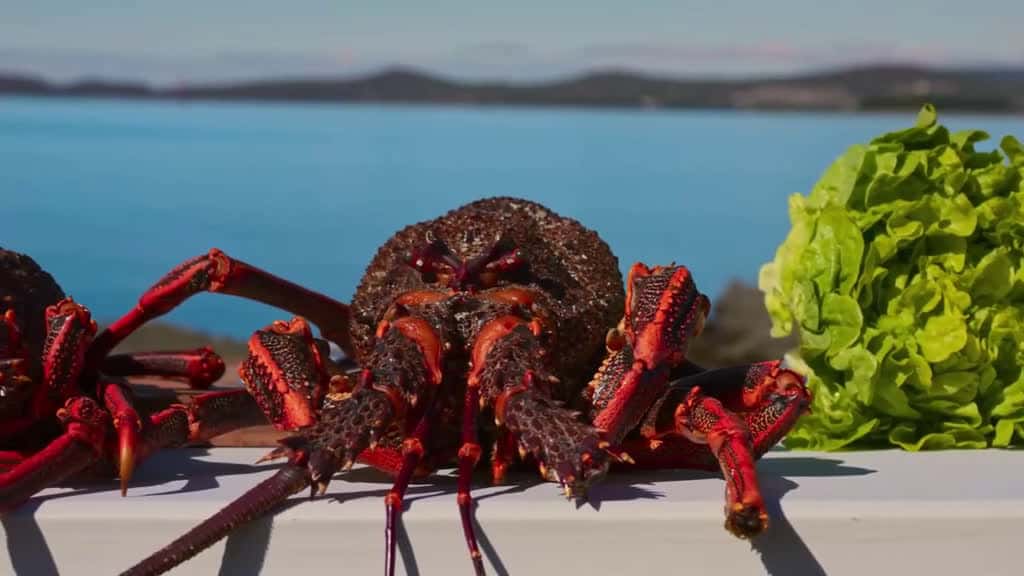 Cover for Australias GIANT Rock Lobsters Hand Caught Tasmanian Seafood EP2 bestever  mukban 74219 #shortvideosscoopz