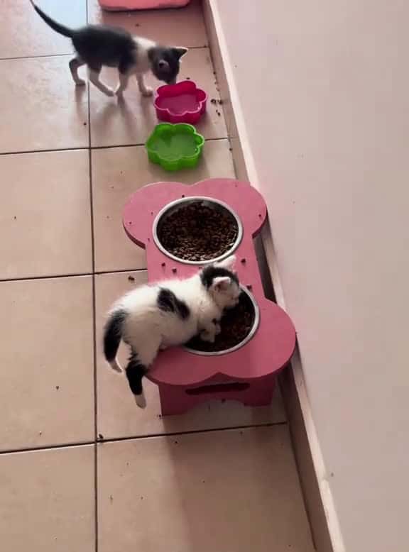 Cover for Kitten core#funnycats #funny animals #petvideos #cat #catsoftiktok #fyp #usa #longervideos #cats #fypage #fypviral #catbaby #baby #babylove