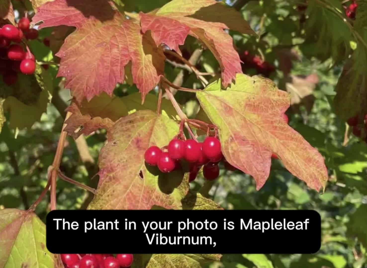 Cover for #FirstVideoChallenge this is maple viburnum 👀😊