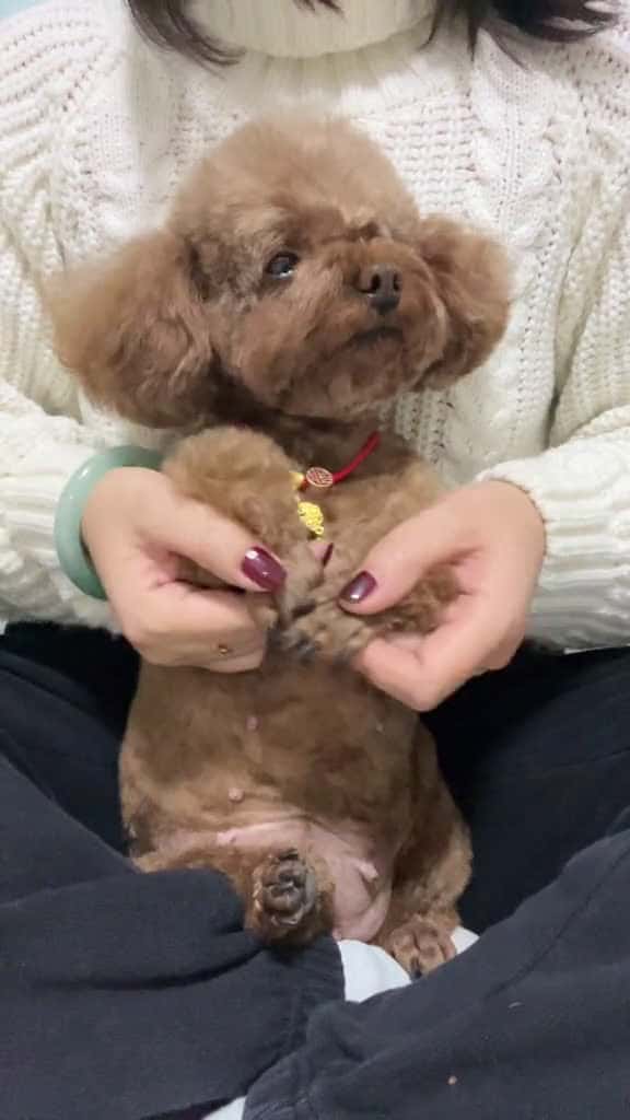 Cover for cunyeu fyp dog cute pet thucung poodle bunquystoc 05921 #shortvideos