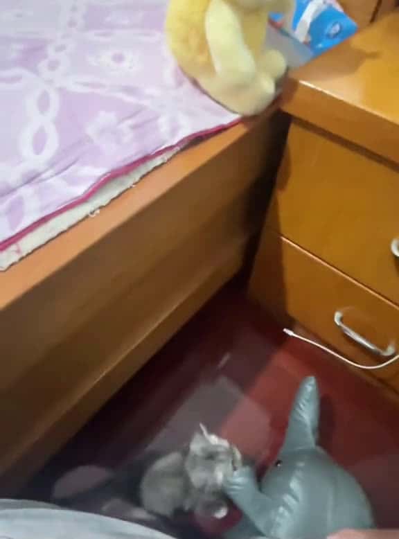 Cover for Cat# Call the police, Im going to call the police to arrest you#funny #foryou #fpy #funnyanimals #funnyvideos #cat