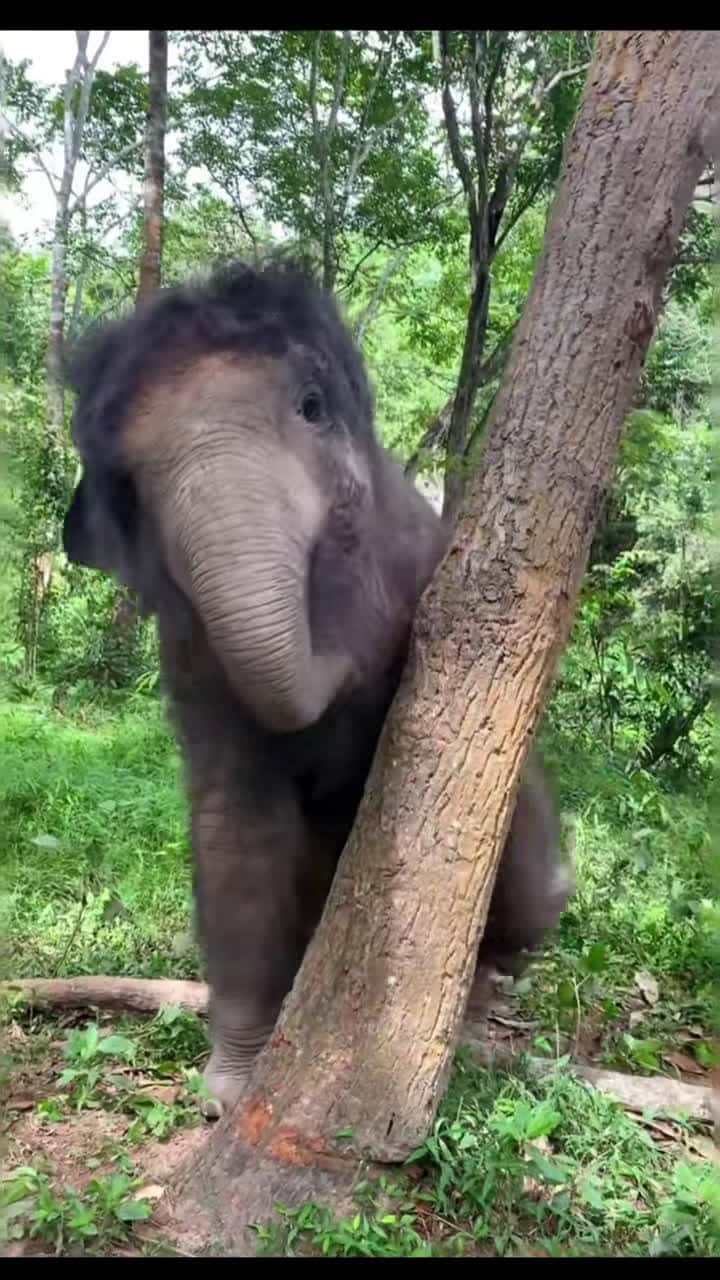Cover for Have fun🤗🤗🤗#fyp #elephant #animals 