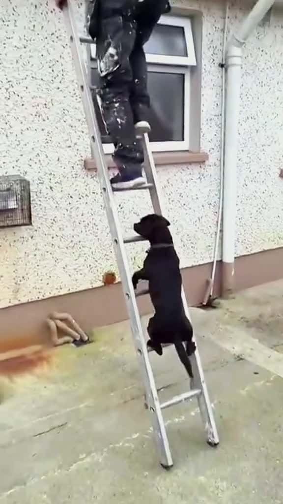 Cover for Try not to laugh when you watch funny dog animals funnyvideos cat haha pet funnypets PetsO 11799 #trending