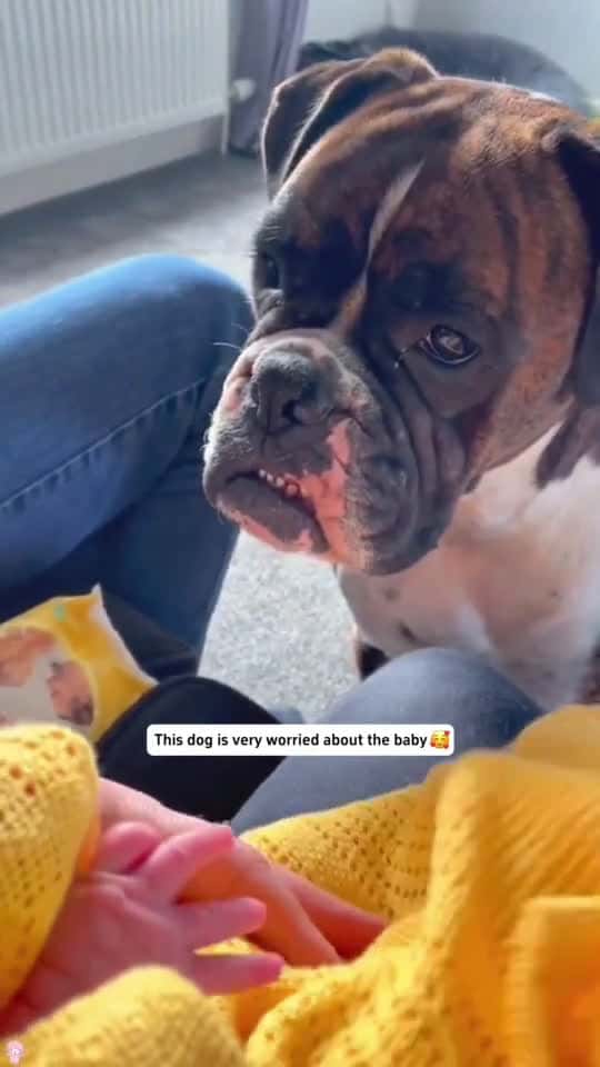 Cover for Dog loves baby dog Love baby fyp dogtiktok 33022 #us