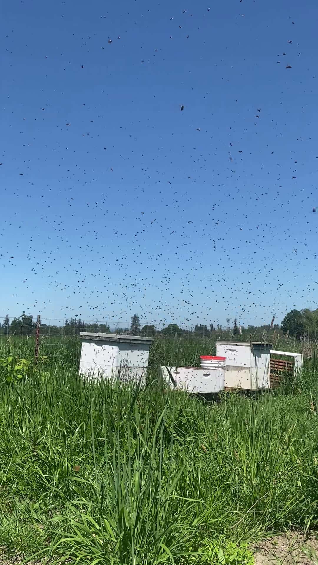 Cover for Bees