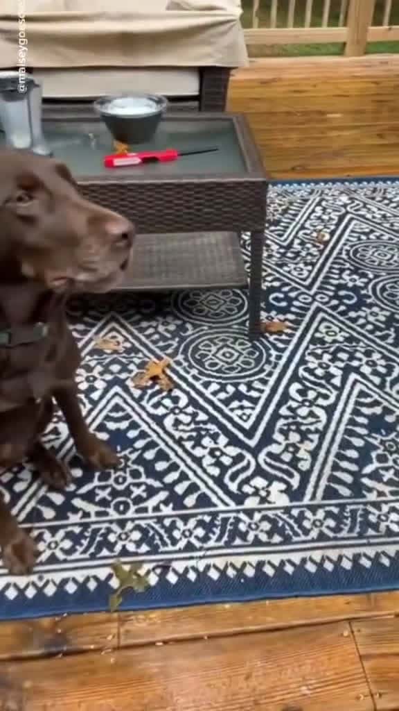 Cover for Pay attention to the dog s mouth funny dog funnyvideo lol 08107 #shortvideos