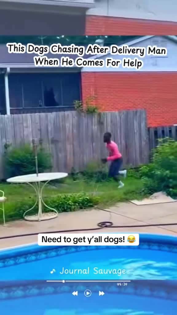 Cover for #funnyanimals  #funnyvideos  #funny  #funnymemes  #funniestvideoonmyphone  #trending  #scoopz  #scoopznews  #usa