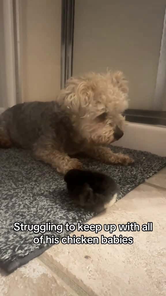 Cover for He s the best babysitter 72927 #nicevideo