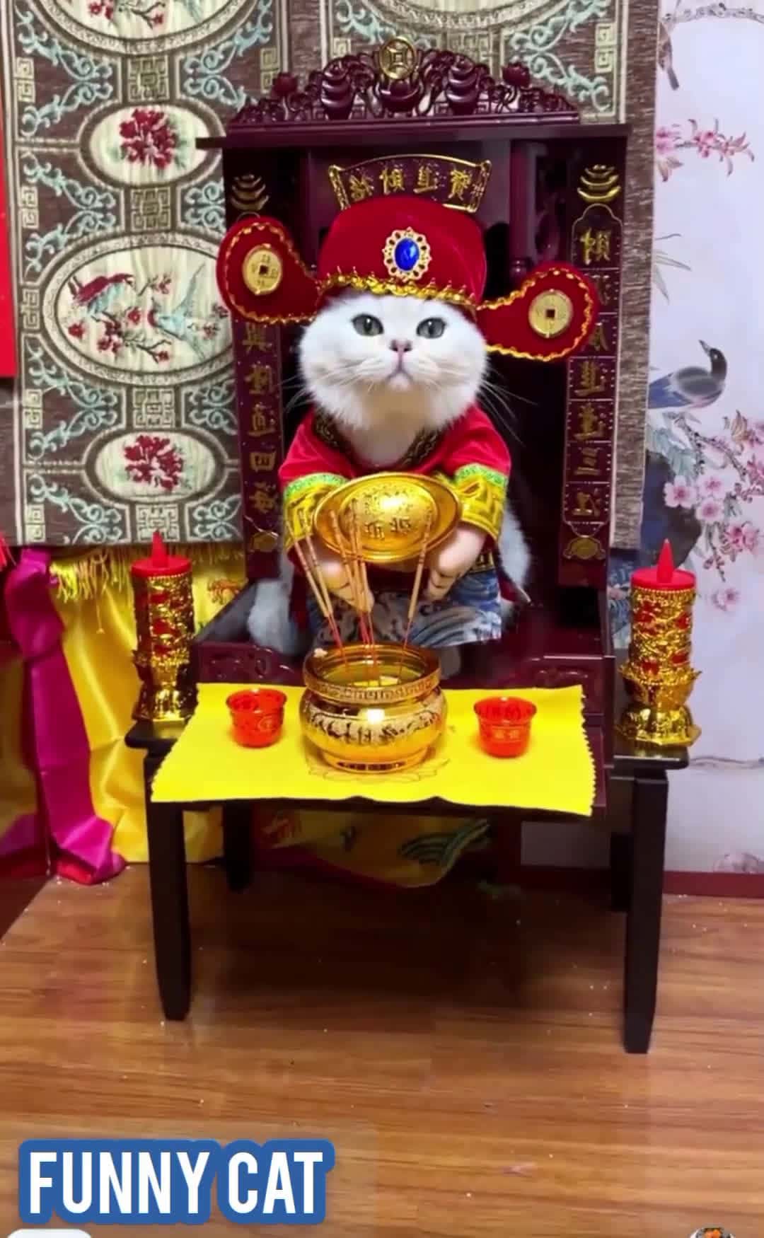 Cover for funny animal,funny cat#cat #viral #funnyvideos #funny #iran #israel 