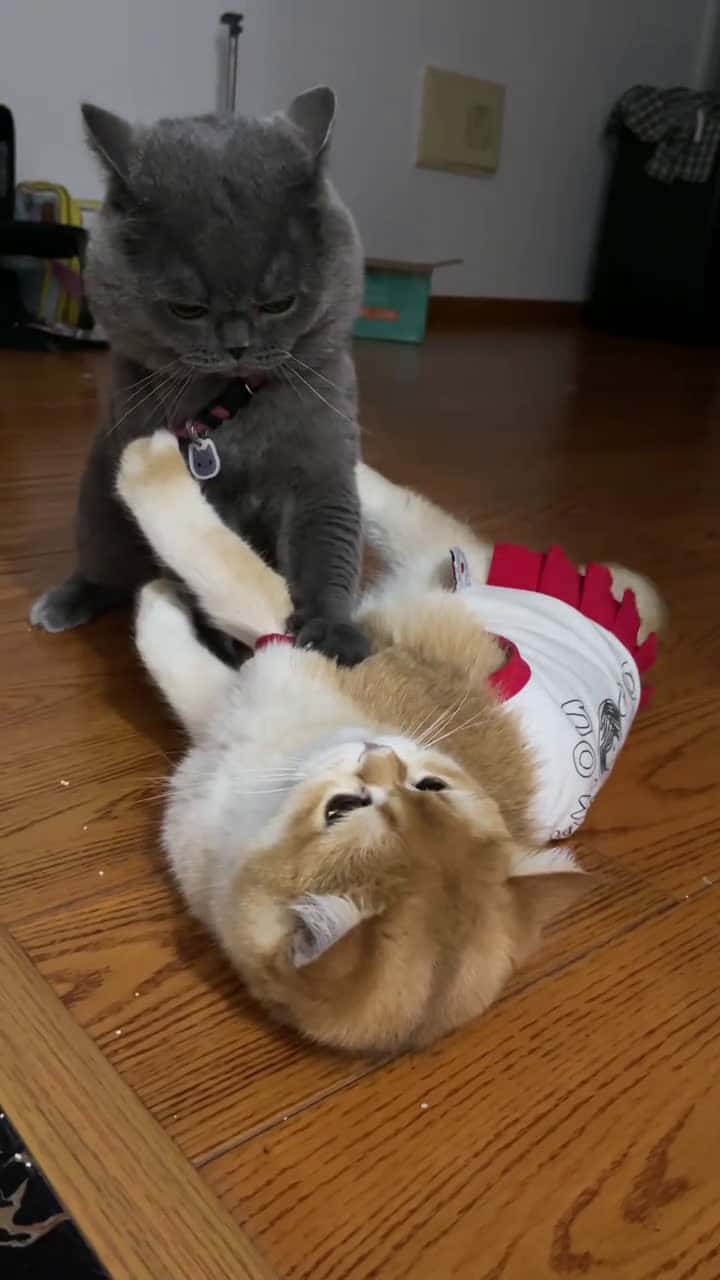 Cover for Taming the blood #kittens#Overpowering the Lineage