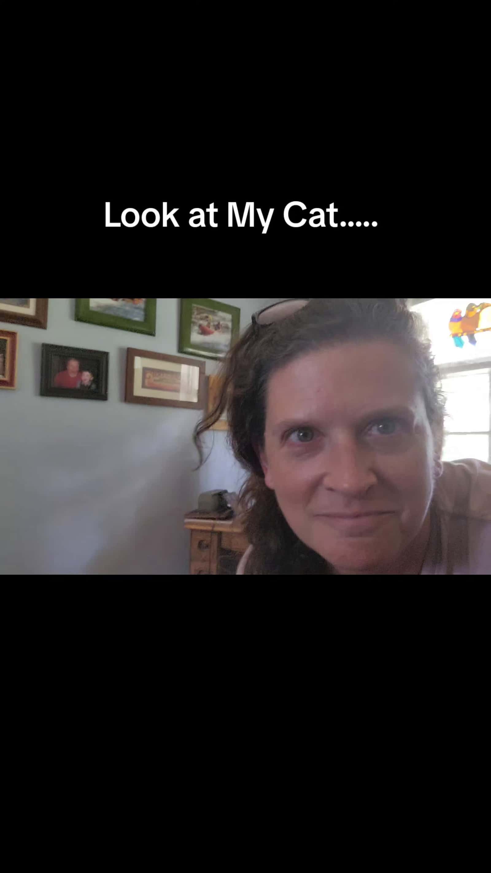 Cover for Don't look at my cat!