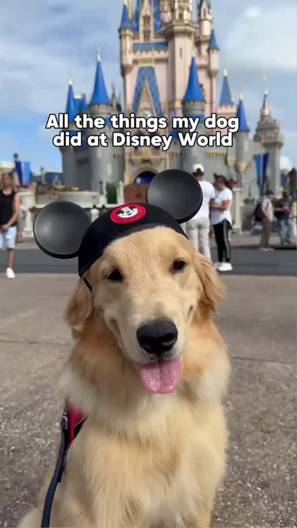 Cover for All the things my dog did at Disney World! #husky #huskies #disney_207 (2)