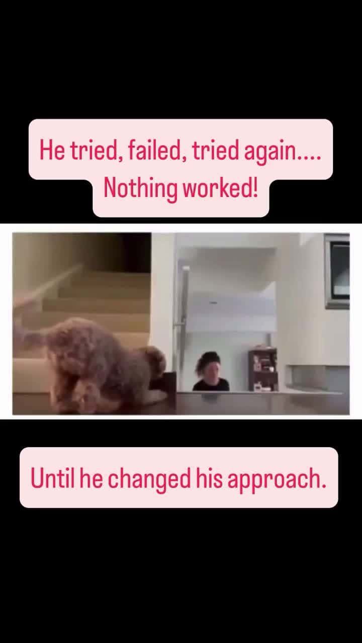 Cover for This dog is on a mission to perfect the ultimate jump scare! 🐶😂 #FunnyDog #JumpScare #PetPranks