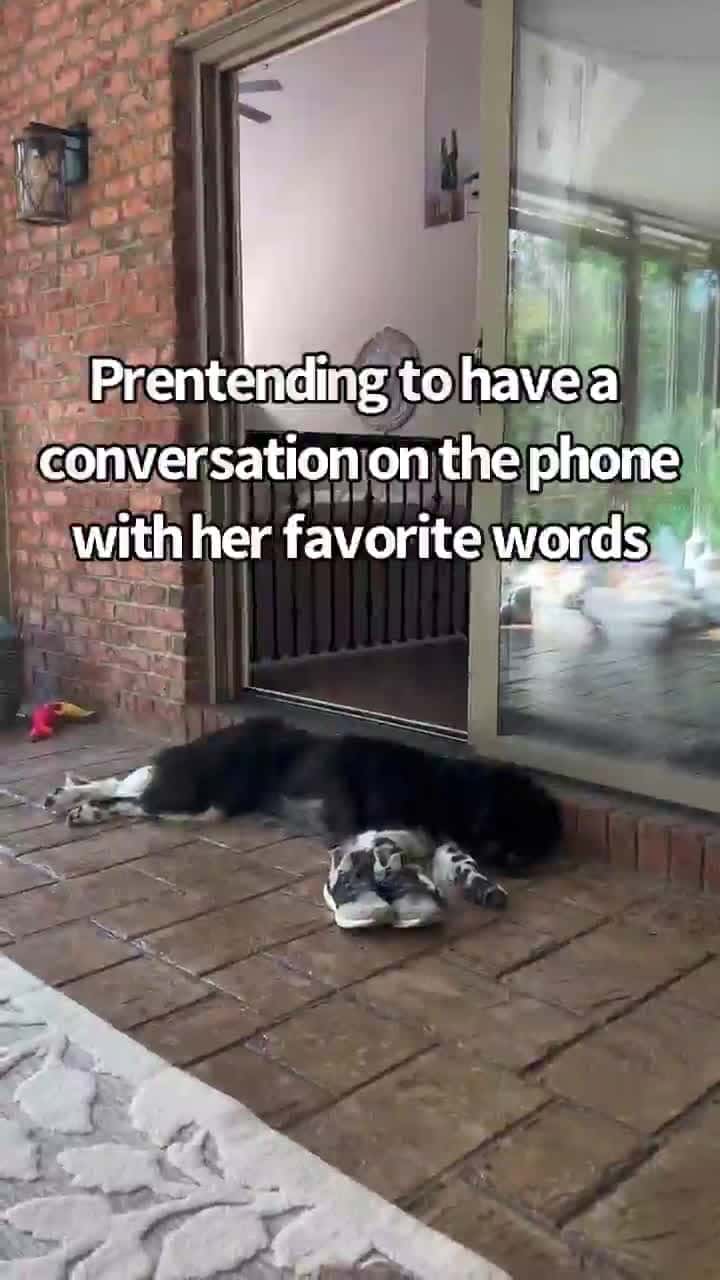 Cover for Doggo shenanigans