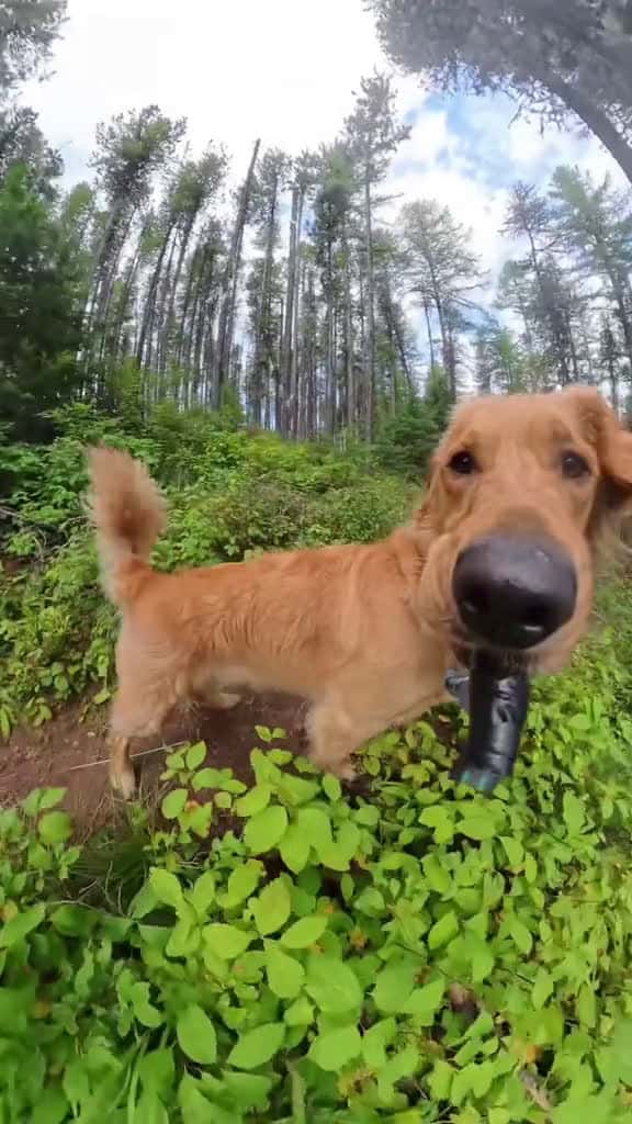 Cover for got a lil dizzy at the end 🙂‍↔️ #goldenretrievers   created by willysworld with willysworld’s original sound