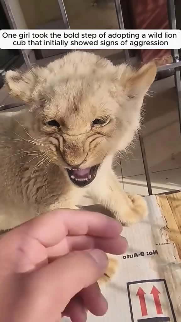 Cover for A young lady adopted a lion cub #animalrescue #rescue #animals #animalsoftiktok #fyp #animallove #animallover #loveanimals #fyp #lion #lionsoftiktok #viral  #scoopz  #usa 