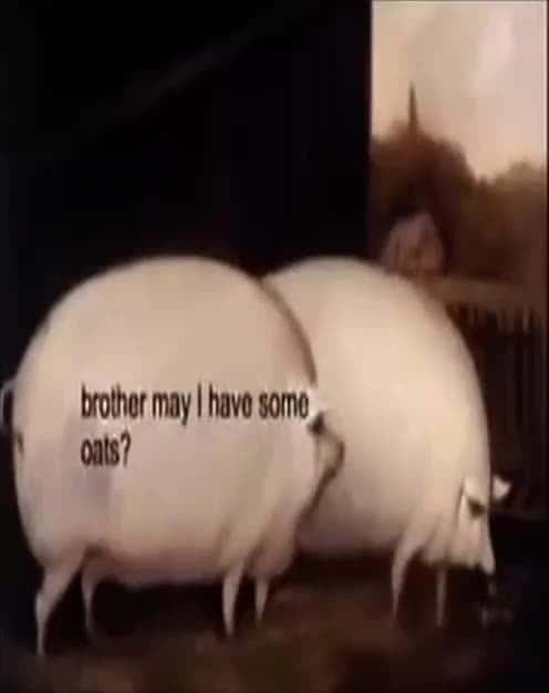 Cover for PIGS KNOW TOO MUCH 