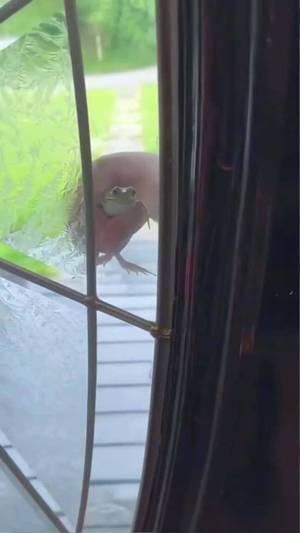 Cover for Funny frog 🐸 #funnyshorts #pets #funny #funnyanimals #animals #fyp #cute #usa #frog #funnyvideo