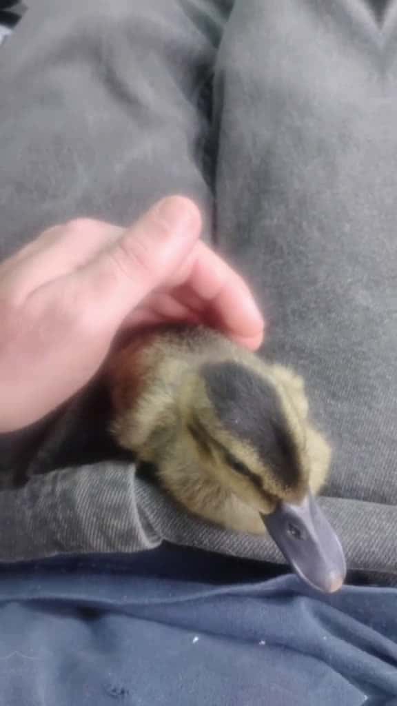 Cover for #fyp #fypシ #fypシ゚viral #nc #duck #baby  created by 🤠C@R0LiÑA🇺🇸🩵🇲🇽ᏣᎾᏔb0Y🤠 with Alan Jackson’s Little Bitty
