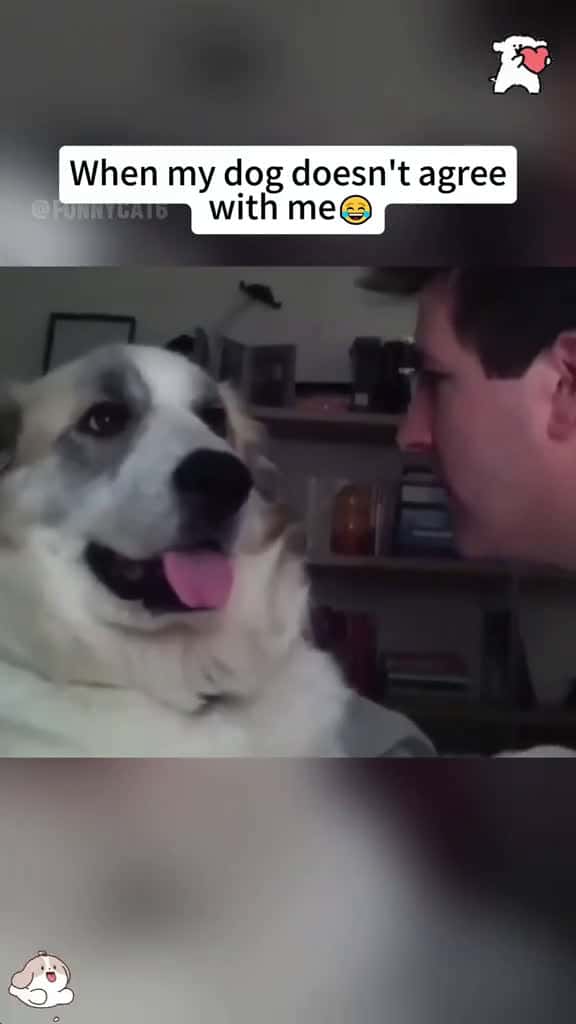 Cover for I can hear what you re saying foryou fyp viral funny foryoupage dog cat animals funnyvideo 96878 #trend