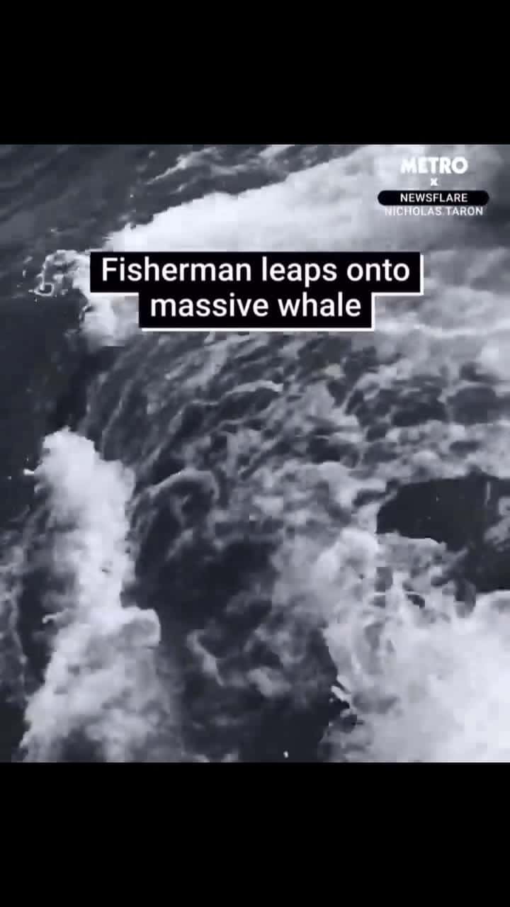 Cover for Whale tangled in rope 