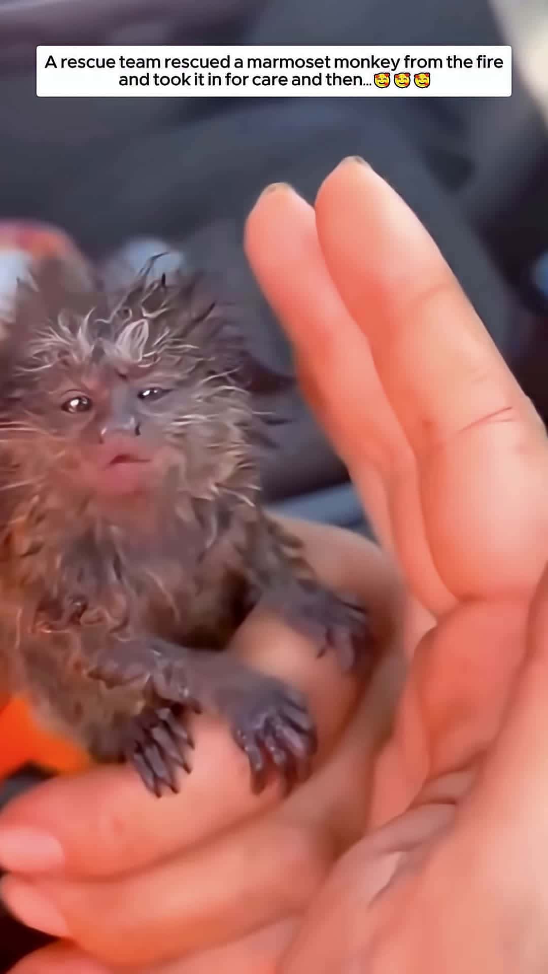 Cover for A rescue team rescued a marmoset monkey from the fire and took it in for care animalshorts