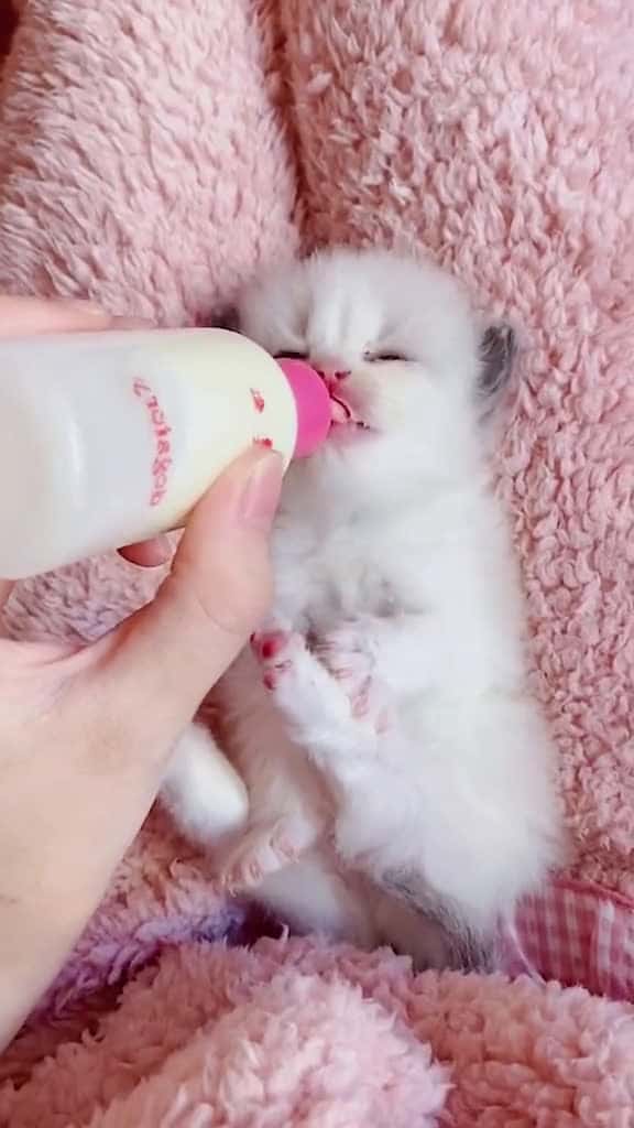 Cover for Look Pussycatcat catsoftiktok fyp ragdoll cutebaby cute kitten britishshorthair 78158 #ilovescoopz