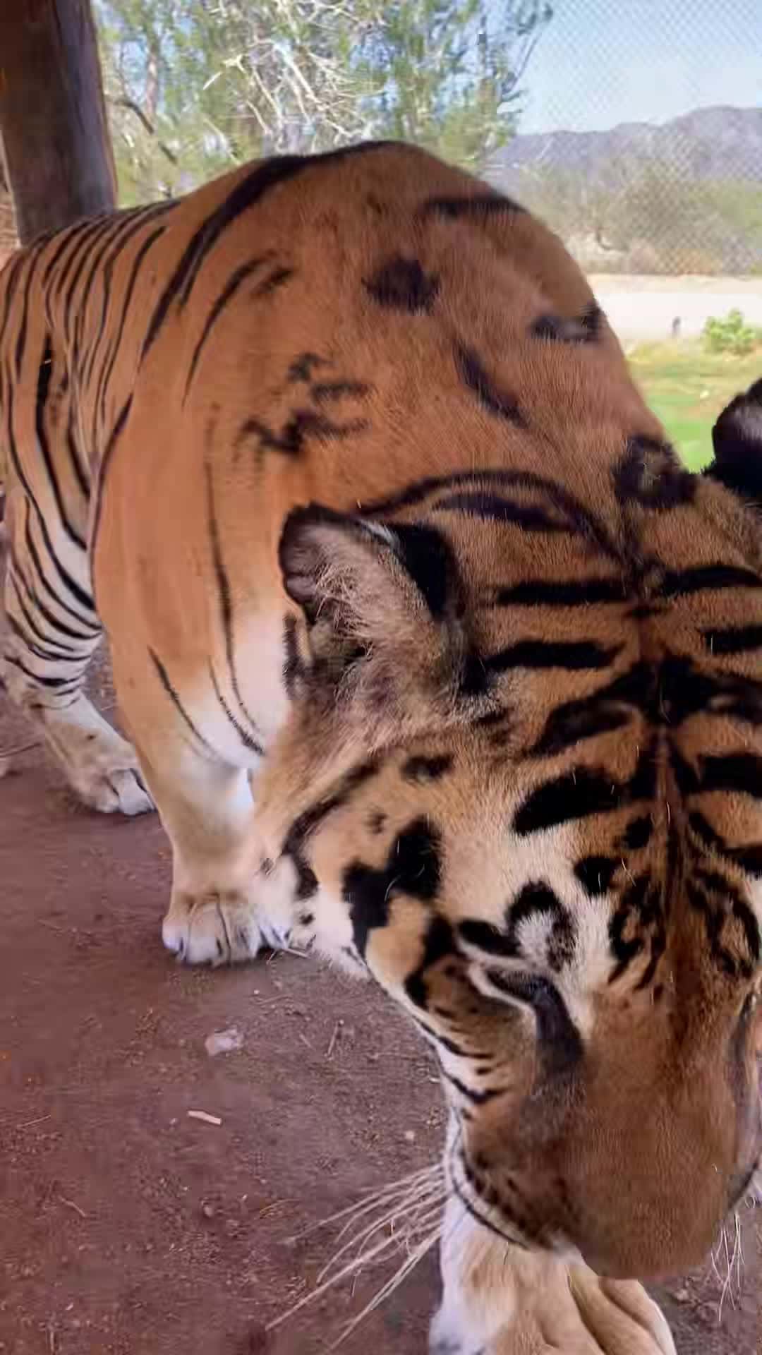 Cover for He said “love youuu” #zion #outofafrica #tiger #cat #catsoftiktok